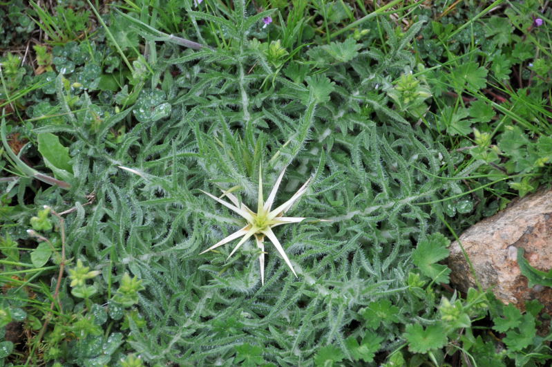 Centaurea calcitrapa/Fiordaliso stellato